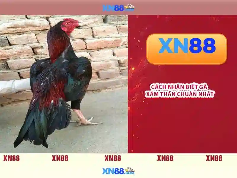 💎ti le cc kèo nhà cái💎