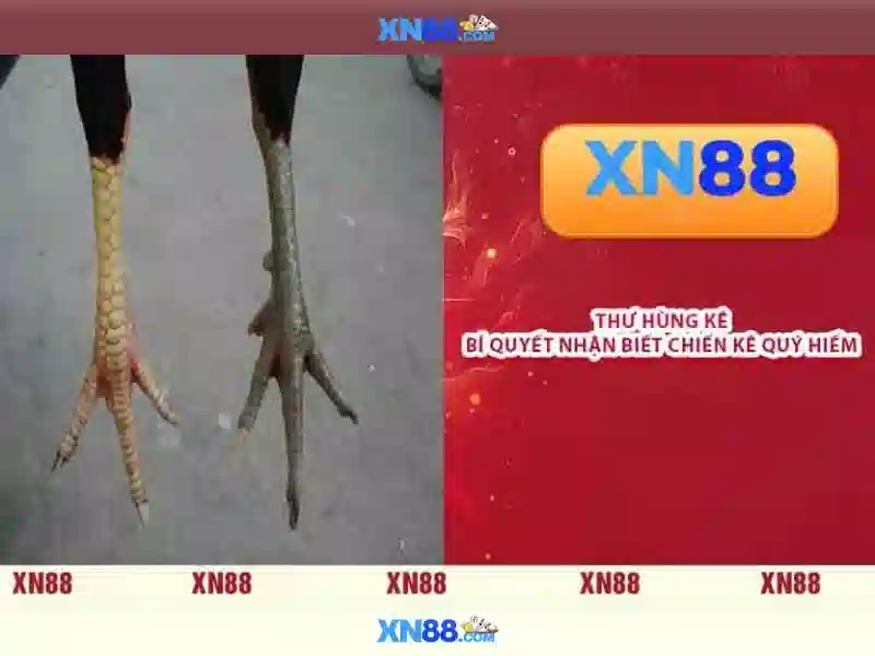 💎99 nhà cái💎