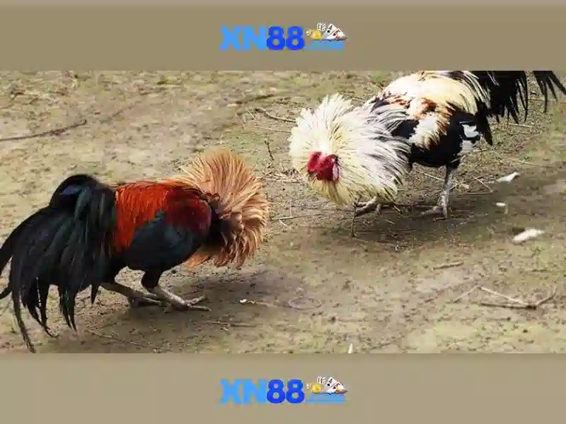 💎nhà keo cai💎