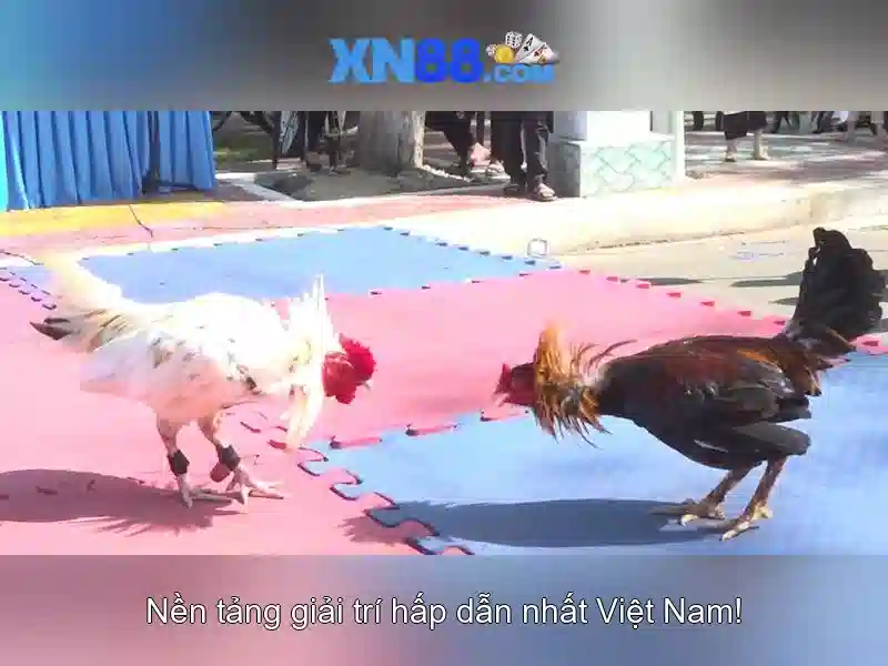 💎kim tu long danh bac💎