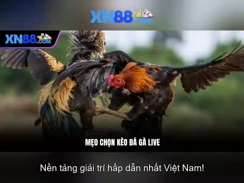 💎cá cược bóng đá munitedfc💎