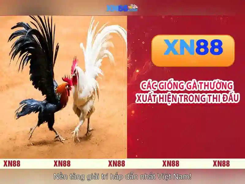 💎các trang cá cược nước ngoài uy tín💎