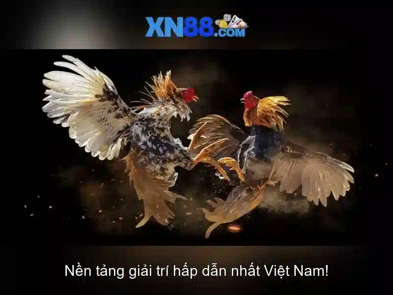 💎top 6 web cá cược bóng đá uy tín 2024💎