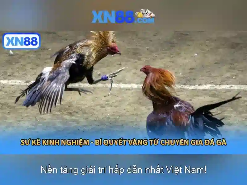 💎trial of phoenix xn88💎
