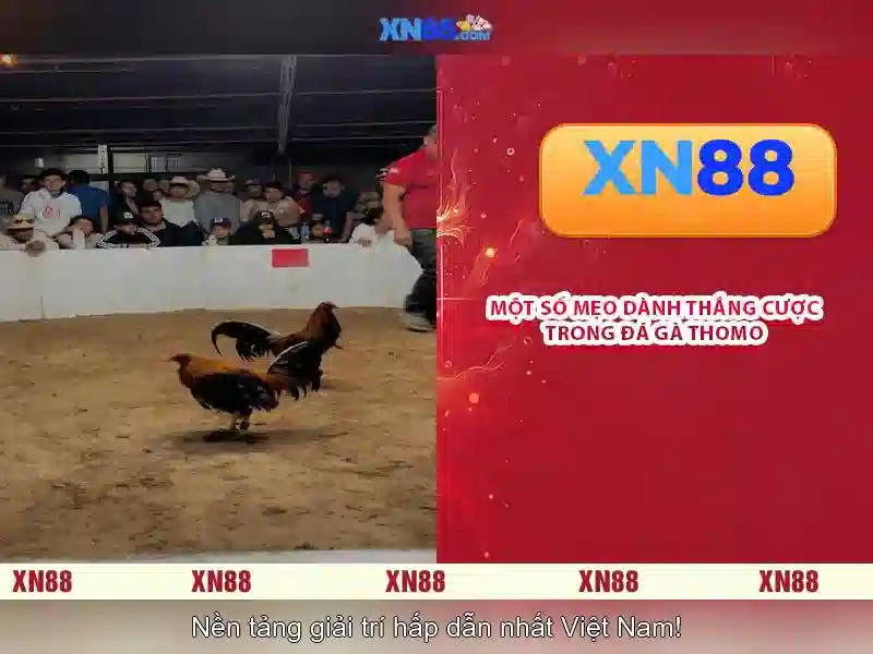 💎sòng bạc thành lũy💎